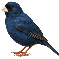 Village Indigobird